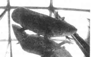 Аксолотль (мексиканская амбистома) (Ambystoma mexicanuml молодая особь