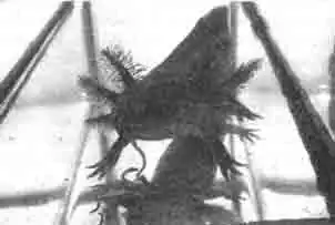 Аксолотль (мексиканская амбистома) (Ambystoma mexicanuml молодая особь Аксолотль (мексиканская амбистома) (Ambystoma mexicanuml молодая особь