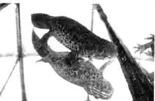 Испанский (иглистый) тритон (Pleurodeles walti), молодая особь Испанский (иглистый) тритон (Pleurodeles walti), молодая особь