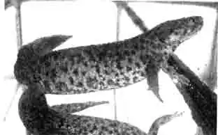 Испанский (иглистый) тритон (Pleurodeles walti), молодая особь Испанский (иглистый) тритон (Pleurodeles walti), молодая особь