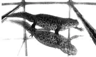 Испанский (иглистый) тритон (Pleurodeles walti), молодая особь Испанский (иглистый) тритон (Pleurodeles walti), молодая особь