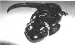 Обыкновенная (огненная) саламандра (Salamandra salamandra) самка Обыкновенная (огненная) саламандра (Salamandra salamandra) самка