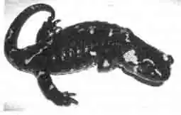 Обыкновенная (огненная) саламандра (Salamandra salamandra) самка Обыкновенная (огненная) саламандра (Salamandra salamandra) самка