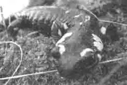 Обыкновенная (огненная) саламандра (Salamandra salamandra) самка Обыкновенная (огненная) саламандра (Salamandra salamandra) самка