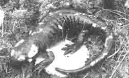 Обыкновенная (огненная) саламандра (Salamandra salamandra) самка Обыкновенная (огненная) саламандра (Salamandra salamandra) самка