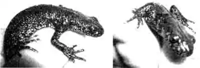 Гребенчатый тритон (Triturus cristatus). самец Гребенчатый тритон (Triturus cristatus). самец