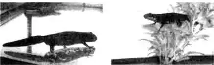 Карликовый тритон (Cynops orientalist, самец Карликовый тритон (Cynops orientalist, самец