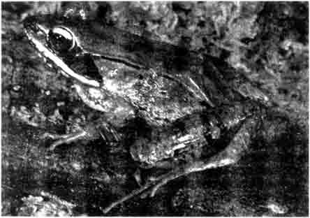 Лесная лягушка (Rana sylvatica)