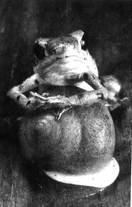 Древолаз (Dendrobates pumilio) Древолаз (Dendrobates pumilio)