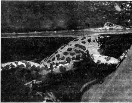 Дальневосточная жерлянка (Bombina orientalis) Дальневосточная жерлянка (Bombina orientalis)