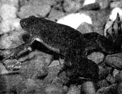 Гладкая шпорцевая лягушка (Xenopus Laevis) Гладкая шпорцевая лягушка (Xenopus Laevis)