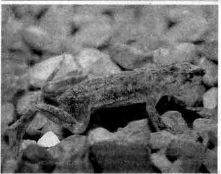 Карликовый когтеносец (Hymenochirus curtipes)