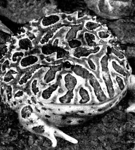 Рогатка (Ceratophrys) Рогатка (Ceratophrys)