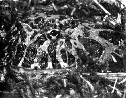 Украшенная рогатка (Ceratophrys omata)