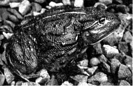 Лягушка-водонос (Pyxicephabus adspersus)
