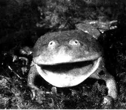 Обыкновенная лягушка Баджита (Lepidobatrachus Laevis)