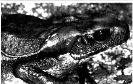 Жаба ага (Bufo marinus)