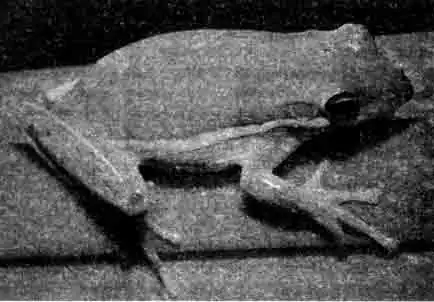 Зеленая Каролинская квакша (Hyla cinerea)