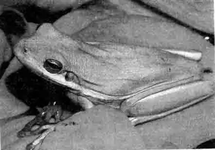 Зеленая каролинская квакша (Hyla cinerea)