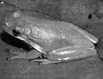 Зеленая каролинская квакша (Hyla cinerea)