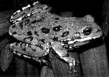 Лающая квакша (Hyla gratiosa)