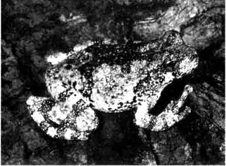 Изменчивая серая квакша (Hyla chrysoscelis)