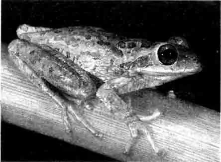 Кубинская квакша (Osteopilus septentrionalis)