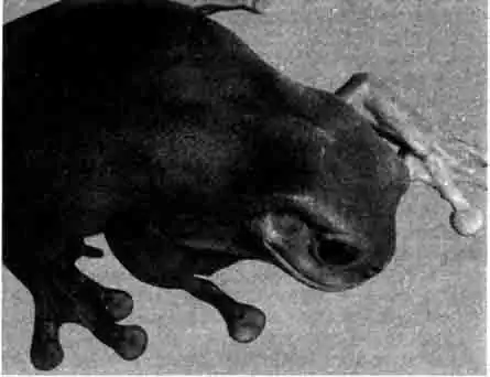 Австралийская голубая квакша (Litoria caerulea)