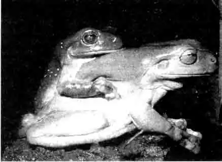 Австралийская голубая квакша (Litoria caerulea)