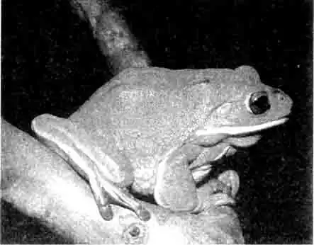 Близкий вид австралийской квакши (Litoria infrafrenata)