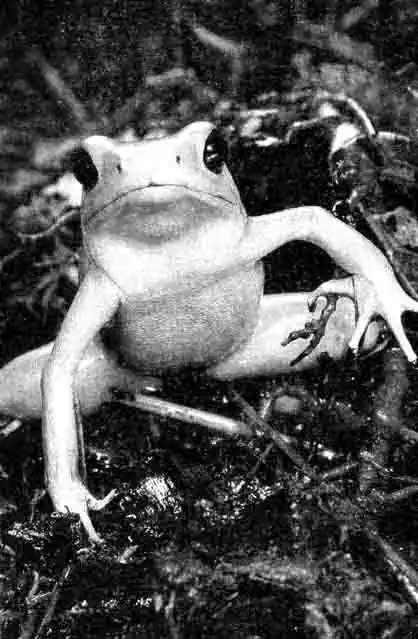 Ужасный древолаз (Phyllobates terribilis) Ужасный древолаз (Phyllobates terribilis)