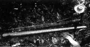 Как индейцы готовят яд из древолазов Как индейцы готовят яд из древолазов