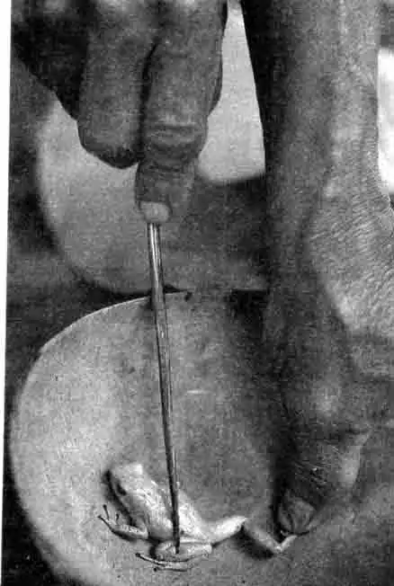 Как индейцы готовят яд из древолазов Как индейцы готовят яд из древолазов