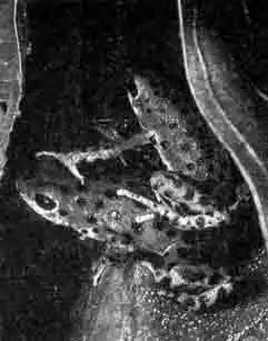 Спаривание древолазов (D. pumilio), перенос головастиков и их охрана за ними наблюдает наземный краб Спаривание древолазов (D. pumilio), перенос головастиков и их охрана за ними наблюдает наземный краб