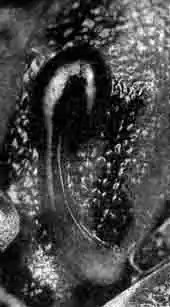 Спаривание древолазов (D. pumilio), перенос головастиков и их охрана за ними наблюдает наземный краб Спаривание древолазов (D. pumilio), перенос головастиков и их охрана за ними наблюдает наземный краб