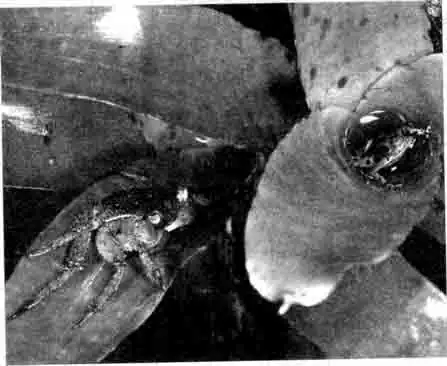 Спаривание древолазов (D. pumilio), перенос головастиков и их охрана за ними наблюдает наземный краб Спаривание древолазов (D. pumilio), перенос головастиков и их охрана за ними наблюдает наземный краб