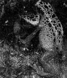 D. azureus (Суринам, разведен в неволе)