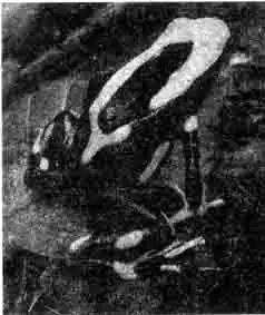 D. tinctorius (Французская Гвиана) D. tinctorius (Французская Гвиана)