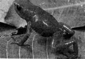 D. fantasticus (Перу) D. fantasticus (Перу)