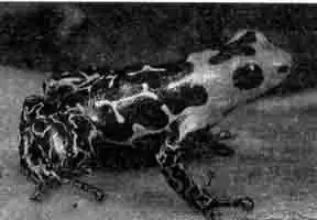 D. histrionicus (Панама) D. histrionicus (Панама)