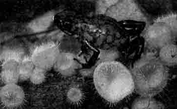 D. speciosus (Панама)