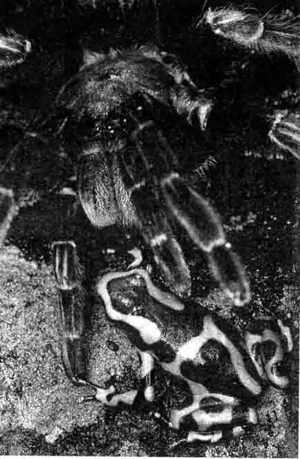 Увидев древолаза, паук-птицеед отступает Увидев древолаза, паук-птицеед отступает