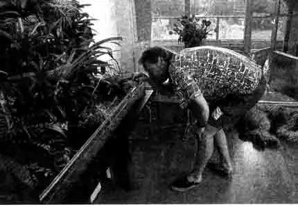 Террариумист держит древолазов в климатроне