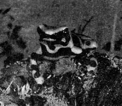 Золотистый древолаз (D. auratus), взрослая особь