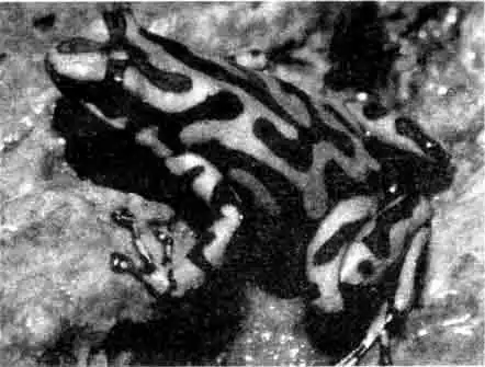 Золотистый древолаз (D. auratus), взрослая особь