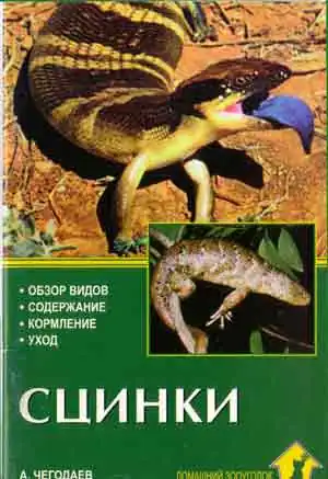 Сцинки Сцинки