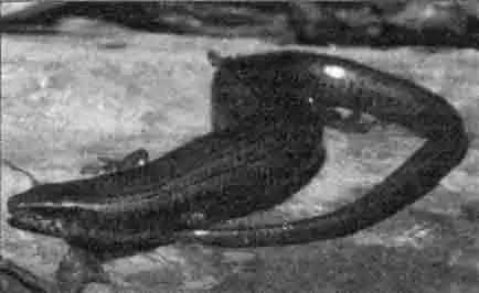 Коротконогая мабуя (МаЪиуа brachipoda) из Гондураса. Эта красивая, яйцеживородящая ящерица обитает в сельскохозяйственных постройках