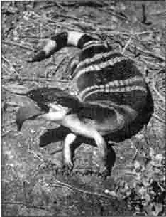 Синеязыкий сцинк (Tiliqua scincoides) Синеязыкий сцинк (Tiliqua scincoides)