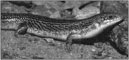 Сонорский длинноногий сцинк (Eumeces obsoletus) Сонорский длинноногий сцинк (Eumeces obsoletus)