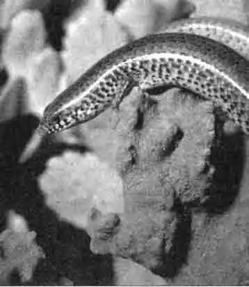 Коротконогий сцелотес - сцинк из Восточной Африки (Scelotes brevipes) Коротконогий сцелотес - сцинк из Восточной Африки (Scelotes brevipes)